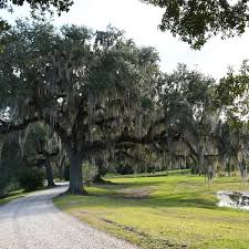 All rooms have a cable tv and coffee maker. Barry Fugatt Spanish Moss Is Reminder Of Home Home Garden Tulsaworld Com