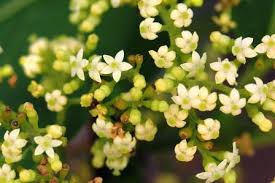 Image result for Hippocratea africana