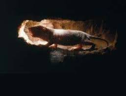 Mole Rat Cure