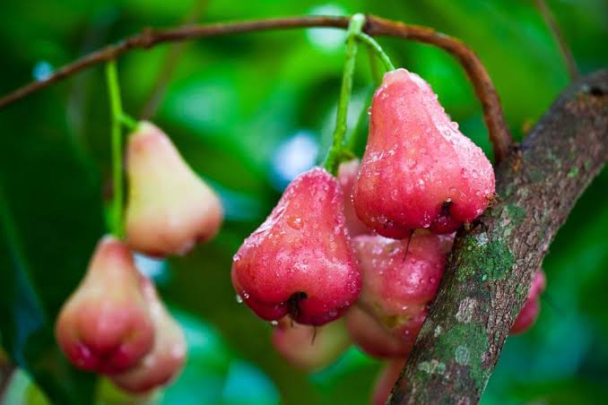 Jambu Herb