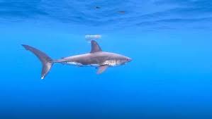 Check spelling or type a new query. This 6 Foot Long Shark Was Recorded Off The Coast Of B C Video Vancouver Is Awesome
