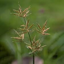 Image result for Cyperus rotundus