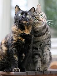 Cats Katzen Cats Beautiful Cats Cute Animals