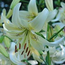 Lilium Sweet Surrender Pflanzen Lilien Sommergarten