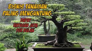 Tanaman hias yang bisa ditanam di air ini kemudian disebut dengan tanaman hias air. 7 Bisnis Tanaman Hias Yang Paling Menguntungkan Youtube