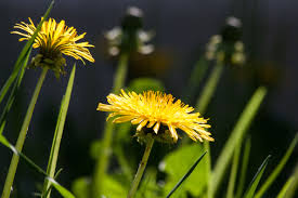 Fennel, dandelions, and chicory are three with beautiful flowers that attract bees and beneficial insects. Backyard Nutrition The Many Benefits Of Dandelion Nutribites