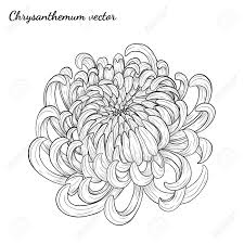 Perfect for decorating walls or creating original atmospheres. Chrysanthemum Vintage Card On White Background Chrysanthemum Royalty Free Cliparts Vectors And Stock Illustration Image 92570930