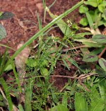 Image result for Apium leptophyllum