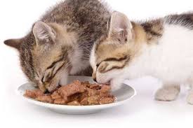 Can cats also eat oatmeal? Nonetheless Is Oatmeal Good For Pet Cats As Well Can Cats Also Eat Oatmeal Tag Can Cats Eat Instant Oatmeal Can Cats Cat Care Best Cat Food Dry Cat Food