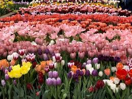 Nature's masterpiece held appeal, as it provided the opportunity to explore ideas about humans and their surroundings, as well as memories of my own childhood landscape. Flower Power Is Theme For 2019 Philadelphia Flower Show Downbeach