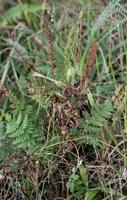 Image result for Anemiaceae