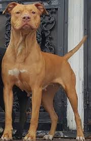 American Pitbull Terrier American Pitbull Terrier Pitbull Terrier Bull Terrier Puppy