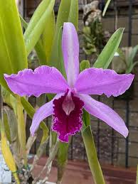 Image result for Diaphananthe sp.no.1. (Ball 657)