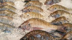 Maybe you would like to learn more about one of these? Rasanya Memang Enak Tapi 5 Fakta Ikan Mujair Ini Bisa Bikin Geli Sampai Tak Doyan Lagi Dan Jijik Halaman 3 Tribun Medan