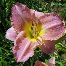 Daylily (Hemerocallis 'Edith Bernhardt') in the Daylilies Database