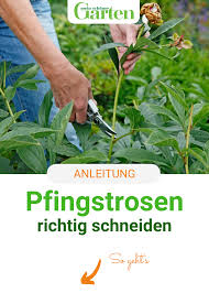 Etwas laub kann stehen gelassen werden, weil dieses im winter einen guten schutz für die sich neu bildenden blüten darstellt. Schnitt Tipps Fur Pfingstrosen Pfingstrosen Schneiden Ziergarten Pfingstrosen