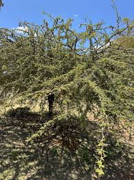 Image result for Acacia nilotica