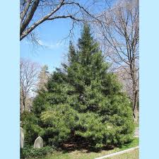 Image result for Pycnostachys verticillata