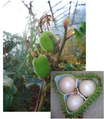 Image result for Cannaceae