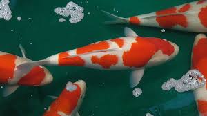 Koi fish eggs and the first days of life — koi story. Why Are Koi Fish So Expensive Here S The Answer