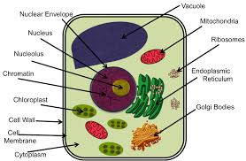 We did not find results for: Picture Plant Cell Cell Wall Cell