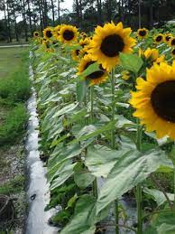 You can plant sunflowers to protect your garden or crops by attracting. Growing Sunflowers In Florida Pick Me Yard