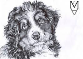 Bernese Mountain Dog Puppy Black And White Bernese Mountain Dog Puppy Drawn With Black Biro Pen Pet Portrait Pen Drawing Cute Puppy Black And White Animal D Biro Drawing Puppy Drawing Biro Art