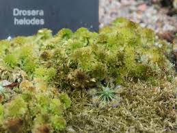 Image result for Droseraceae
