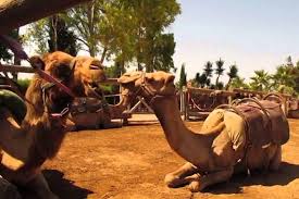 Generally asked questions about chile tickets. Larnaca Market And Camel Park Excursion From Protaras 2021