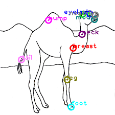 These internal and external body parts have various functions in the body, such as digestion, excretion, breathing, circulation,reproduction. Camel One Shot Part Labeling