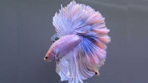 The Most Amazingly Colored Betta Fish You Ll Ever Lay Eyes On Betta Pretty Fish Betta Fish