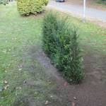 For a full rundown checkout the corresponding blog post over at. Hecken Experiment Internet Vs Gartnerei Teil 1 Finger Weg Von Hgw Garten Kostelgarten Leben Arbeiten Gartnern