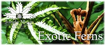 Get it as soon as thu, jul 22. Exotic Ferns For Sale