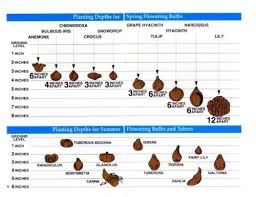 bulb chart planting depth outdoor living planting bulbs