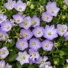 Image result for Carvalhoa campanulata