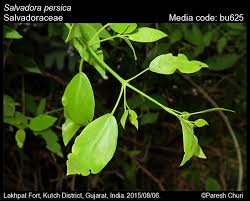 Image result for Salvadoraceae