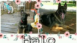 Check spelling or type a new query. Puppies To Adults German Shepherd Dogs 6 Weeks To 3 Years Old Ayers Legends Youtube