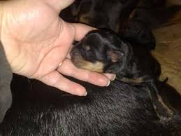 But sometimes this temperature will rise to 100 degrees fahrenheit at 2 weeks of age. Rottweiler Puppy 1 Hour Old New Born One Of 11 Puppies Mylot