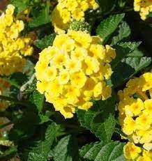 Pin On Lantana