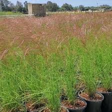 Image result for Aristida pilgeri