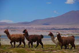 The best hotels in san pedro de atacama, chosen by our expert, including luxury hotels, boutique hotels, budget . San Pedro De Atacama Chile Altiplano Bild Von San Pedro De Atacama Antofagasta Region Tripadvisor