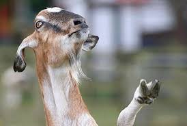 13 Disturbingly Soulless Goat Eyes Goats Funny Funny Goat Memes Goats