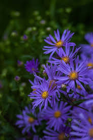 Shape varies with age of the vine; What Are The 10 Examples Of Herbs Shrubs Climbers And Creapers Quora