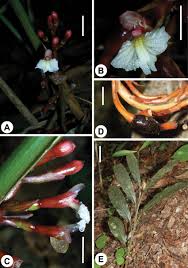 Image result for Pavetta troupinii