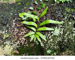 Image result for Pleopeltis