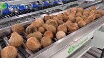 🔥🔥🔥Coconut sorting grading machine, Fstsort coconut processing line  consists of four parts: elevator, air dryer, roller inspection table and  weight sorter. The grader reliably and accurately selects ...