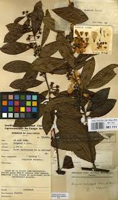 Image result for Hugonia platysepala