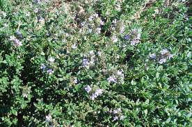 How much water should you drink each day? Thyme Fertilizer Requirements Wikifarmer