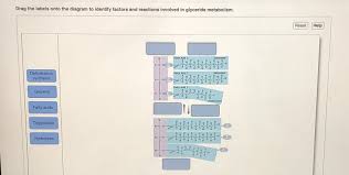 The structure of bone tissue suits the function. Solved Drag The Labels Onto The Diagram To Identify Factors And Reactions Involved In Glyceride Metabolism Course Hero