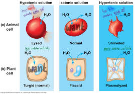 Maybe you would like to learn more about one of these? Isotonic Solution Will Cause A Cell To